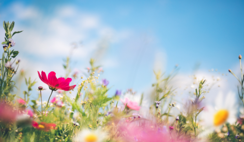 Things in Ottawa This Week (April 1-7, 2026)