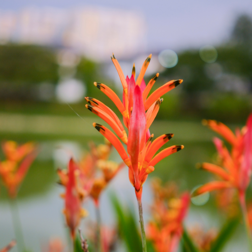 Vibe -_instagram-worthy