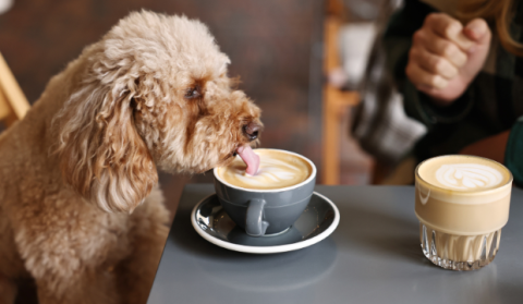 Best Coffee Shops in Ottawa