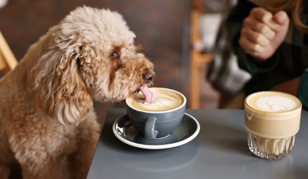 Best Coffee Shops in Ottawa