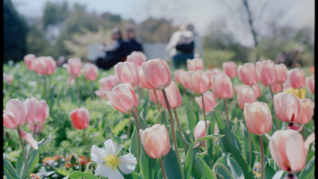 CF Rideau Centre Self-Guided Tulip Walking Tour