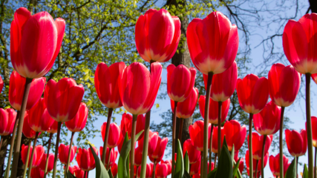 CIBC Tulip Trek - self-guided scavenger hunt through the gardens