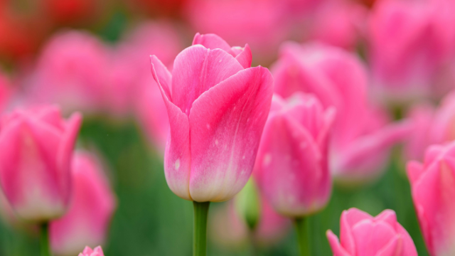 Canadian Tulip Festival
