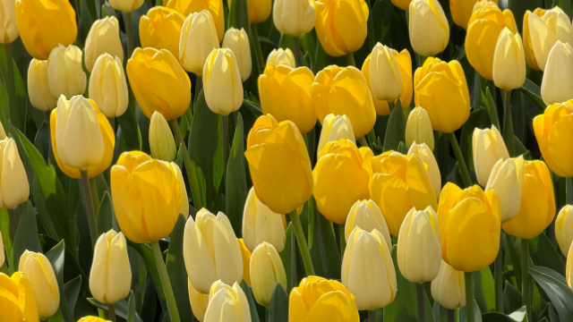 Dutch Pavilion - Ottawa Tulip Festival