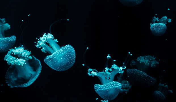 Indoor Things to Do in Ottawa