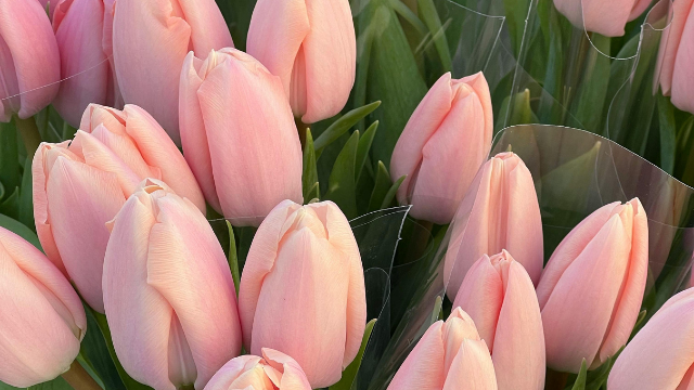 Korean Pavilion - Ottawa Tulip Festival