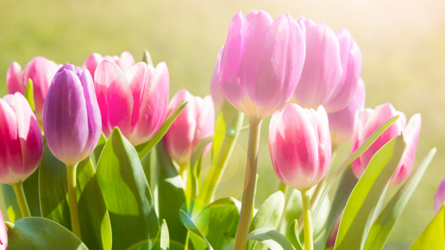 Opening Ceremony - Ottawa Tulip Festival