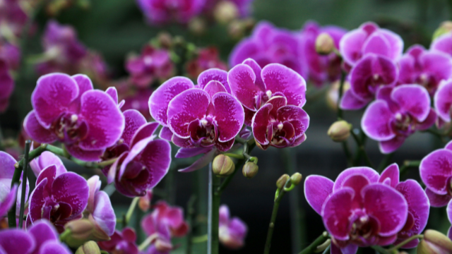 Orchidophilia 2026 – 42nd Annual Orchid Show