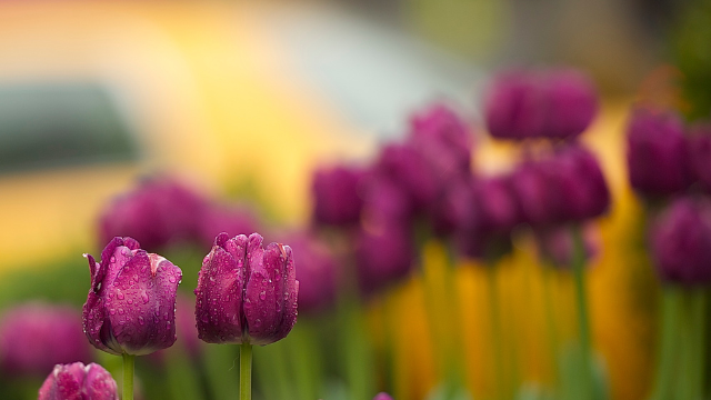 Polestar Ottawa Tulip Taxi