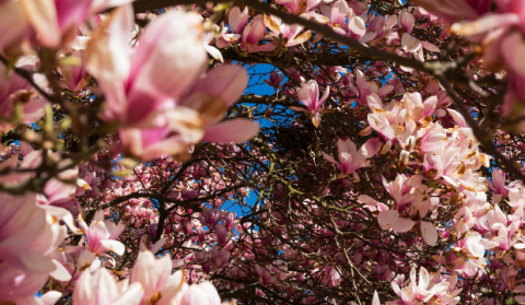 things-to-do-ottawa-april-24-to-26-2026