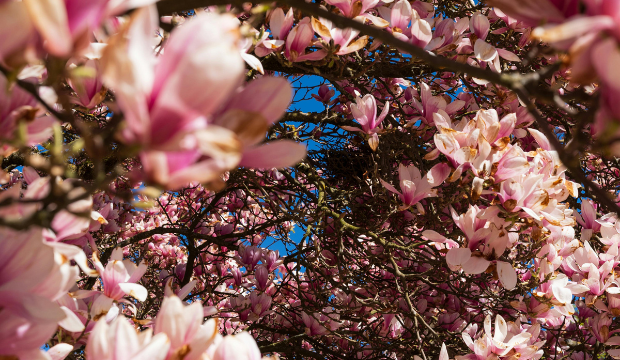 things-to-do-ottawa-april-24-to-26-2026