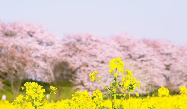 things-to-do-ottawa-april-27-to-30-2026