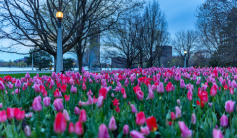 Top 15 Things Happening in Ottawa This Weekend (May 8-10, 2026)
