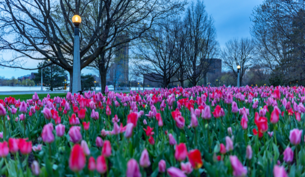 Top 15 Things Happening in Ottawa This Weekend (May 8-10, 2026)